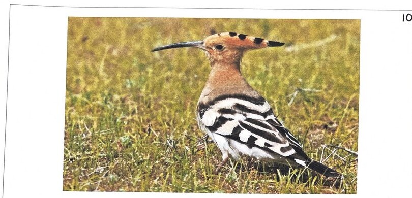 Hoopoes, photographed at BMS